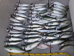 Hit Rush(ヒット ラッシュ） 釣果…