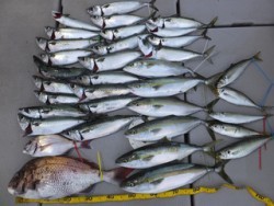 Hit Rush(ヒット ラッシュ） 釣果