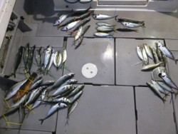 Hit Rush(ヒット ラッシュ） 釣果…