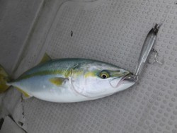 Hit Rush(ヒット ラッシュ） 釣果