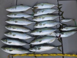 Hit Rush(ヒット ラッシュ） 釣果