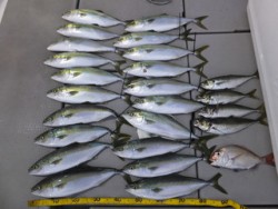 Hit Rush(ヒット ラッシュ） 釣果…