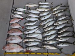 Hit Rush(ヒット ラッシュ） 釣果…