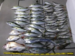 Hit Rush(ヒット ラッシュ） 釣果