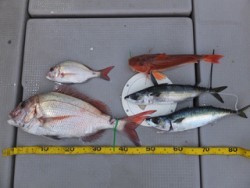 Hit Rush(ヒット ラッシュ） 釣果