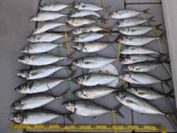 Hit Rush(ヒット ラッシュ） 釣果…