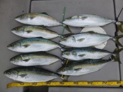 Hit Rush(ヒット ラッシュ） 釣果