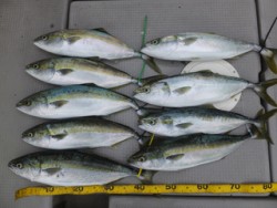 Hit Rush(ヒット ラッシュ） 釣果…