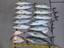 Hit Rush(ヒット ラッシュ） 釣果