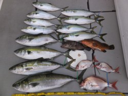 Hit Rush(ヒット ラッシュ） 釣果…