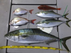 Hit Rush(ヒット ラッシュ） 釣果