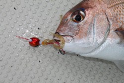 松本釣船２ 釣果