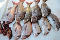 Marine T Design　マリンティーデザイン 釣果