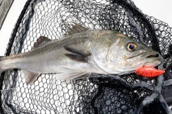 Marine T Design　マリンティーデザイン 釣果