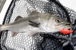 Marine T Design　マリンティ…