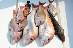 Marine T Design　マリンティーデザイン 釣果