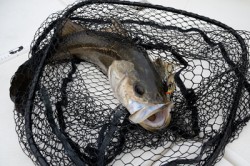 Marine T Design　マリンティ…