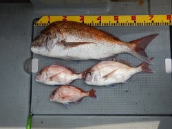 sea boss　シーボス 釣果