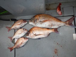 sea boss　シーボス 釣果