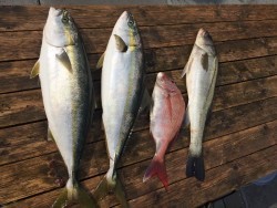 ゲームフィッシング バレントン 釣果