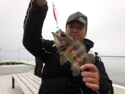 MATSUSHIMA SEANET 釣果