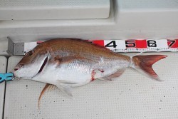 松本釣船２ 釣果