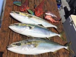 ゲームフィッシング バレントン 釣果