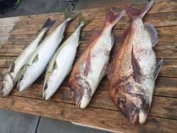 ゲームフィッシング バレントン 釣果