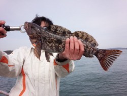 MATSUSHIMA SEANET 釣果