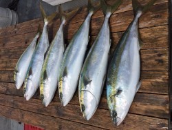 ゲームフィッシング バレントン 釣果