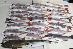 松本釣船２ 釣果