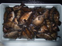 オーシャンマスター 釣果