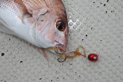 松本釣船２ 釣果