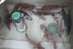 松本釣船２ 釣果