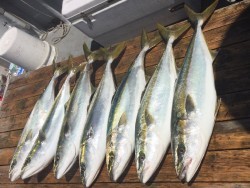 ゲームフィッシング バレントン 釣果