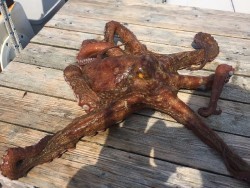 ゲームフィッシング バレントン 釣果