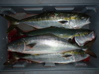 オーシャンマスター 釣果