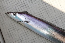 松本釣船２ 釣果