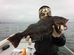 MATSUSHIMA SEANET 釣果