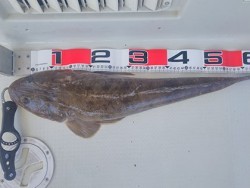 松本釣船２ 釣果