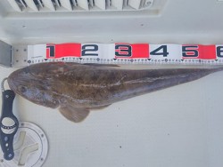 松本釣船２ 釣果