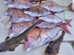 松本釣船２ 釣果