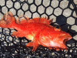 ゲームフィッシング バレントン 釣果