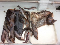 MATSUSHIMA SEANET 釣果