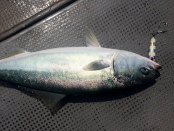 ゲームフィッシング バレントン 釣果