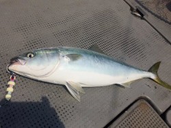 ゲームフィッシング バレントン 釣果