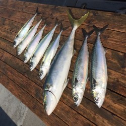 ゲームフィッシング バレントン 釣果