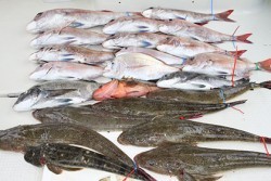 松本釣船２ 釣果