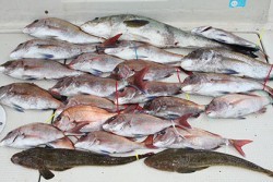 松本釣船２ 釣果