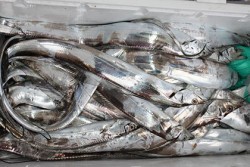 松本釣船２ 釣果